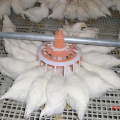 Male Breeder Feeding System